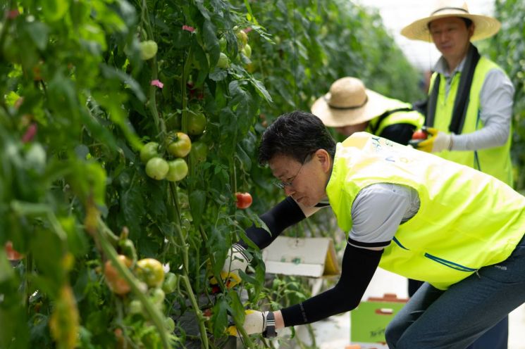 강태영 농협은행장, 토마토 농가 찾아 일손도와