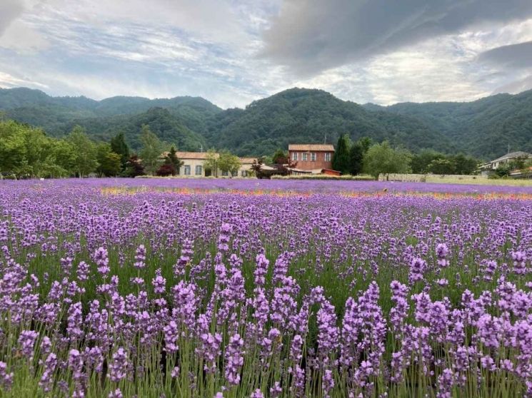 6월 강원 추천여행지, 고성 라벤더 축제·영월 별마로 천문대 선정