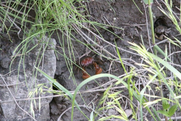 안산갈대습지서 멸종위기 '붉은발말똥게' 수도권 최대 서식지 확인