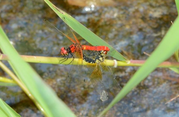 곡성 월봉습지서 멸종위기 '한국꼬마잠자리' 서식 확인