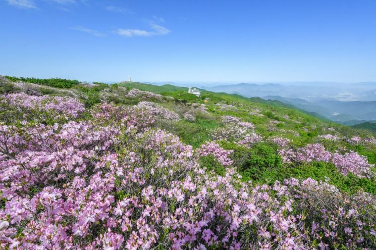 철쭉으로 물든 천상의 화원… ‘영주 소백산 철쭉제’ 31일 개막