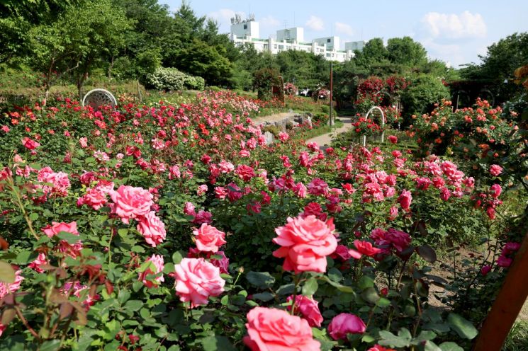 장미의 향연...성동구 '대현산 장미원 장미축제' 개최