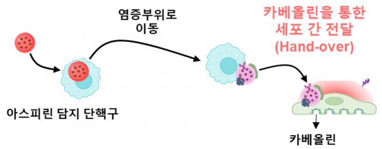 연세의대 성학준·유승은 교수팀, '면역세포가 약물을 표적 세포로 전달' 플랫폼 개발