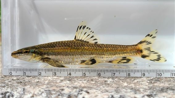 청계천에 '쉬리'가 산다