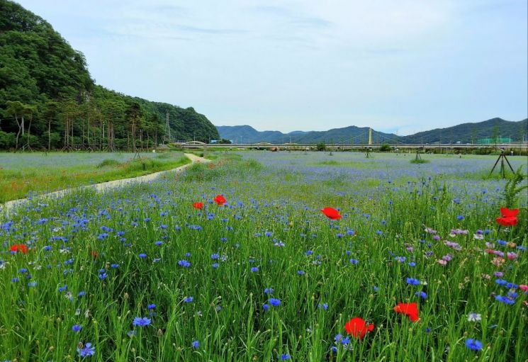 고령 어북실, 수레국화 물결 ‘힐링 명소’ 뜬다