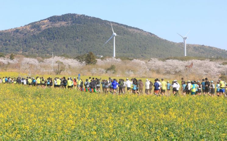 지난 4월 6일 제주 서귀포시 표선면 가시리 조랑말체험공원 일대에서 제주국제트레일러닝 참가자들이 유채꽃과 벚꽃이 어우러진 제주 풍경을 만끽하며 달리고 있다. 연합뉴스