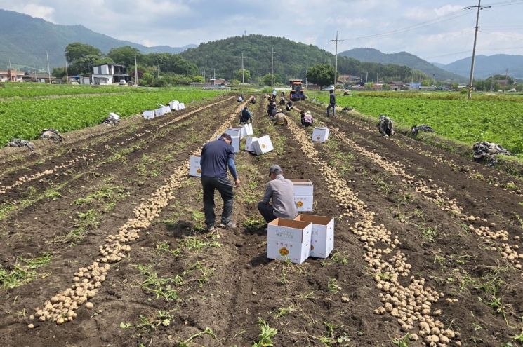 명품 '보성 감자' 본격 수확…소비자 품으로