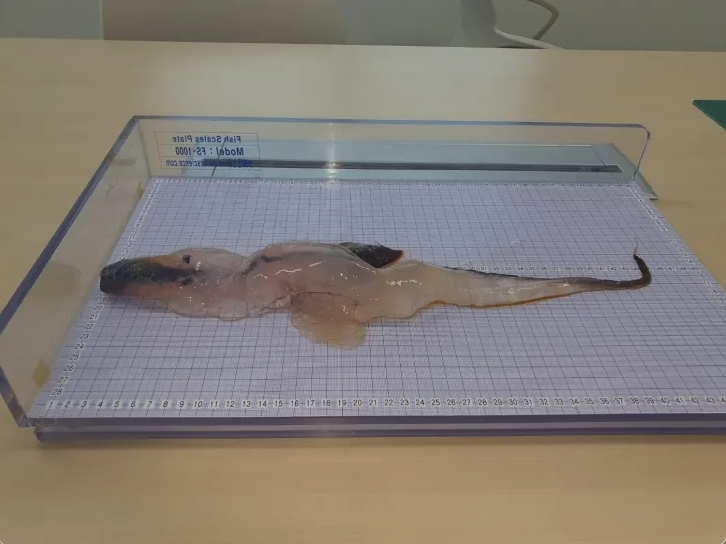 열대지역의 깊은 바다에서 서식하는 해양생물인 '카리나리아 크리스타타(Carinaria cristata)'가 제주 앞바다에서 처음으로 발견됐다. 제주해양수산연구원