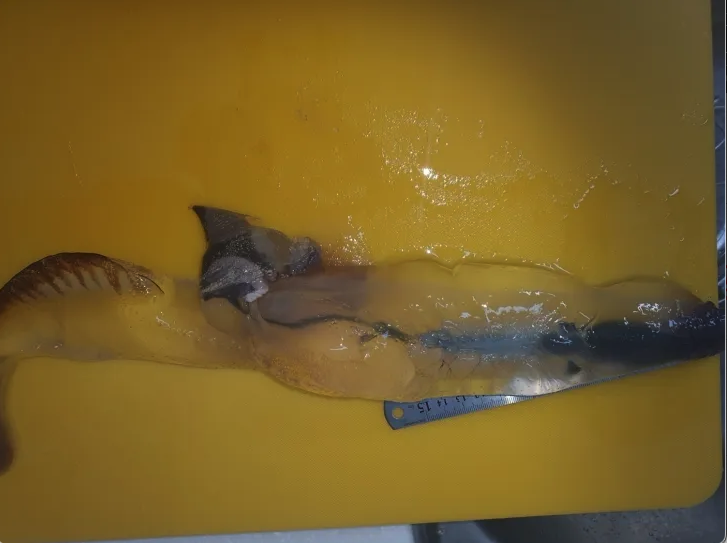 이번에 발견된 카리나리아 크리스타타는 길이 30㎝, 무게 약 350g으로 확인됐다. 이 해양생물은 복족강(Gastropoda)에 속하는 해양 연체동물로 반투명하고 유선형의 몸체가 특징이다. 제주해양수산연구원