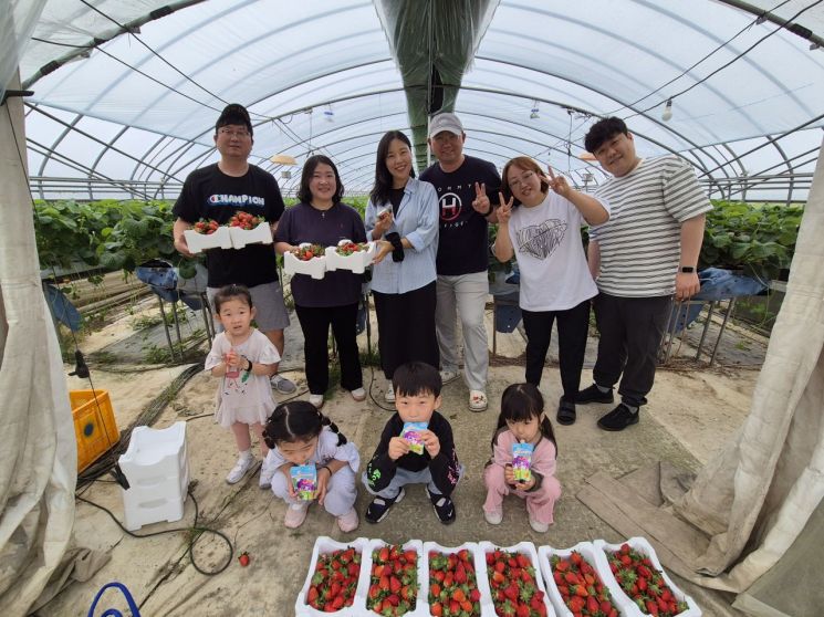 광주 북구, 지산딸기 수확 체험행사