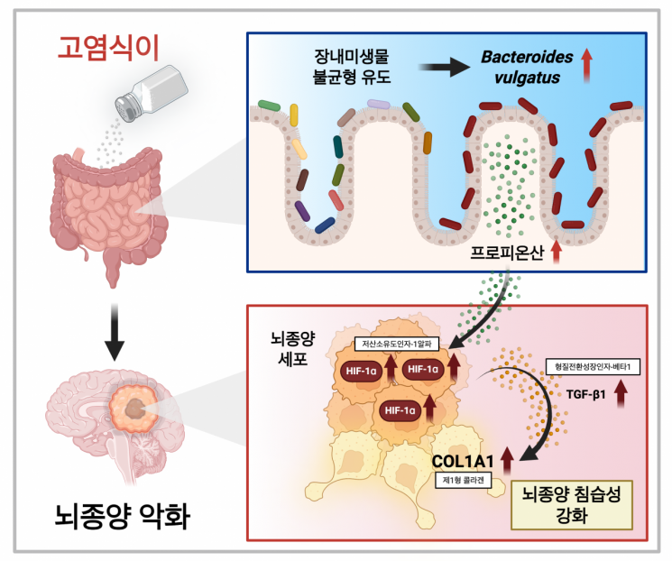 KAIST "짠 음식이 '뇌종양' 악화 유발…인과관계 입증"