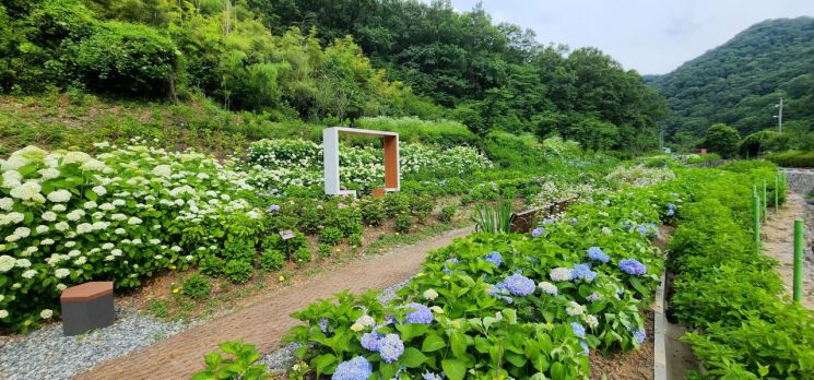 수국과 예술의 조화…'6월 감성' 광주에 물들다