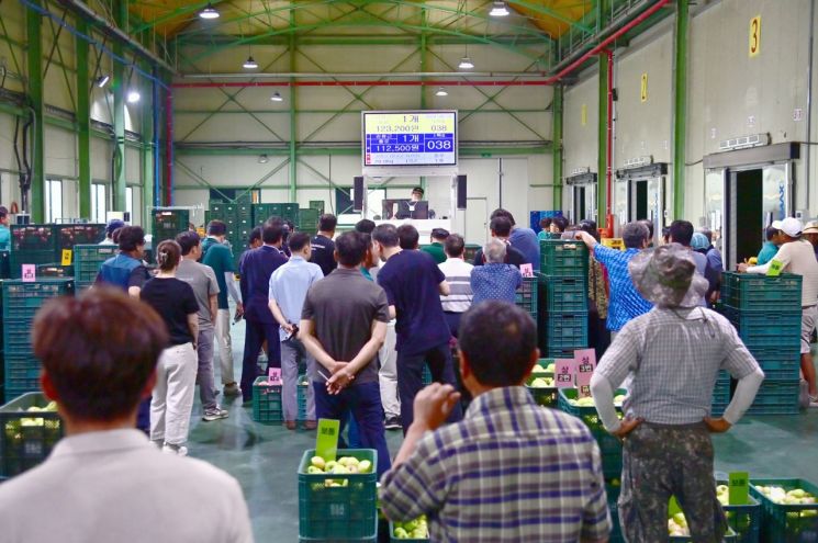 청송군 농산물산지공판장, 2024년산 사과경매 마감