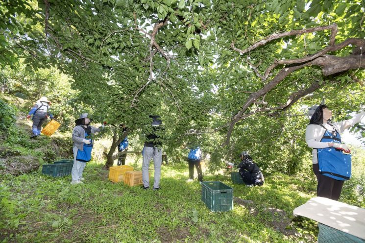 광양경자청, 농번기 맞아 매실 수확 '일손 돕기'