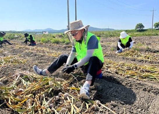충남신보-농협, 공주시 마늘 농가 일손 지원