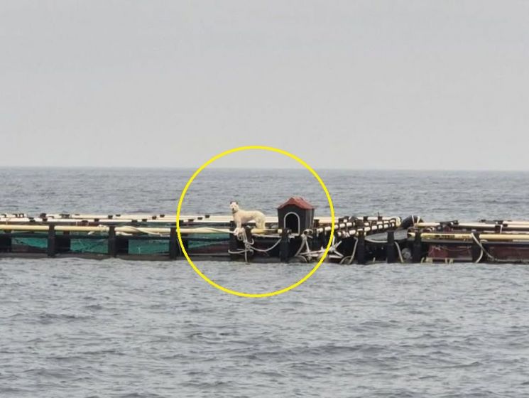 제주 양식장 위 깡마른 백구…동물 단체들 긴급 구조 나서