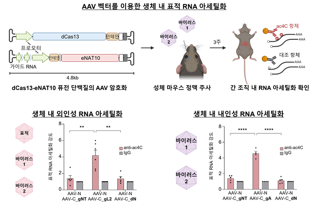 "원하는 RNA만 콕!" KAIST, 표적 RNA 변형 기술 개발
