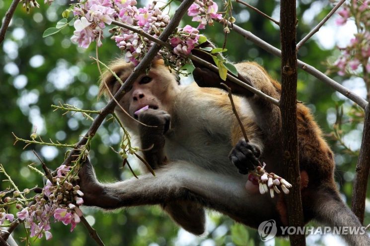 스리랑카의 한 소형 원숭이. EPA 연합뉴스