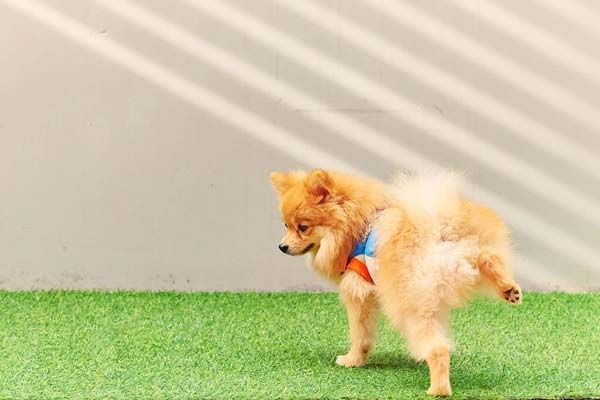 반려견. 게티이미지뱅크