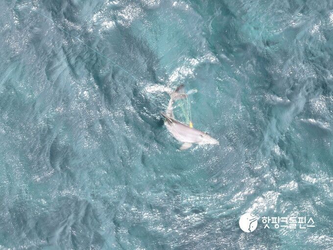 마지막 모습, 낚시줄 감겼는데…한달째 사라진 '종달이' 결국 사망했나