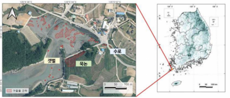 진도 갯벌 뒤덮은 생태계교란종 ‘갯줄풀’ 제거 착수