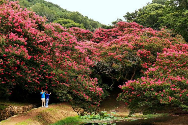 여름철이면 붉게 물드는 명옥헌 원림 배롱나무꽃(백일홍). 담양군 제공