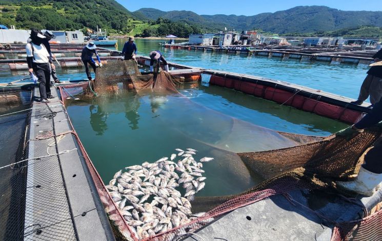 전남도, 양식수산물 재해보험 가입 권장