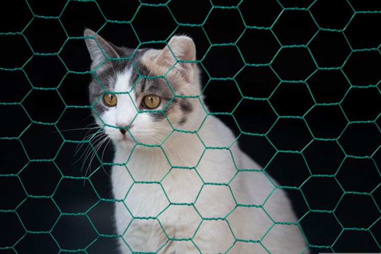 "개·고양이 전시하고 팔면 안돼"…유럽 전역서 시행 눈앞