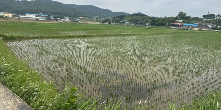 전라남도는 벼 농작물재해보험 가입 신청 기간을 오는 27일까지 1주일 연장한다. 사진은 영광군 한 벼 재배단지. 전남도 제공