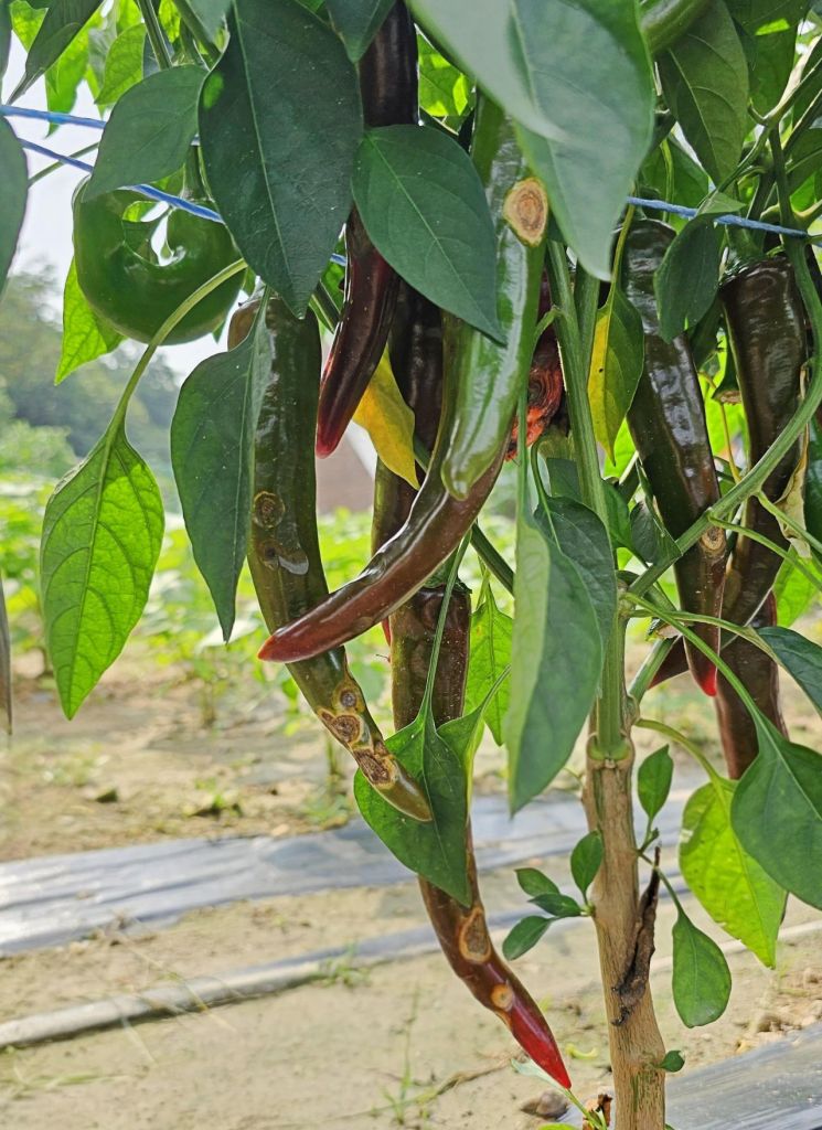 경기 농기원, 고추·사과 등 탄저병 주의보
