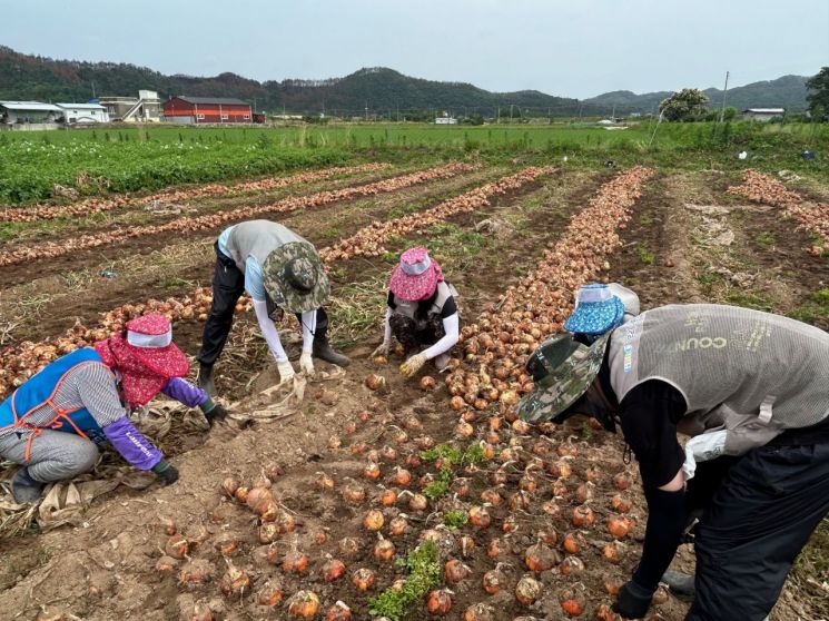 경북개발공사 직원들이 안동시 일직면 원리 마을에서 양파수확 일손돕기를 펼치고 있다.