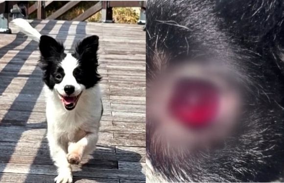 경남 거제시의 한 식당에서 현역 군인 등 남성 3명이 쏜 비비탄 총알에 맞은 7살 ‘솜솜이’(왼쪽). 솜솜이는 눈이 새빨갛게 부어오르고 온몸에 피멍이 든 채 병원으로 옮겨졌지만 끝내 숨을 거뒀다. JTBC 캡처