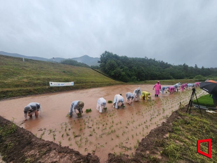 경북 의성군이 첫물내리기 행사를 하고 있다.