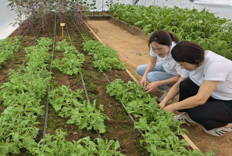 전라남도농업기술원이 운영하는 '아열대채소 전시장'. 전남도 제공