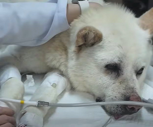 산탄총 파편 수십개 박힌 채 발견된 백구…"살아있는 게 기적"