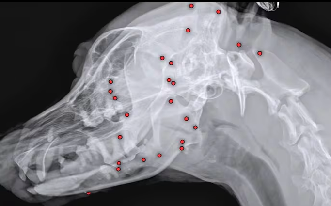 산탄총 파편 수십개 박힌 채 발견된 백구…"살아있는 게 기적"