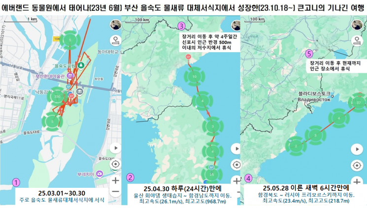 '여름'이 야생 큰고니 무리와 함께 러시아로 이동한 경로. 사진=삼성물산