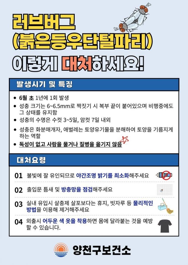 해롭지 않은 불청객…올해도 돌아온 러브버그