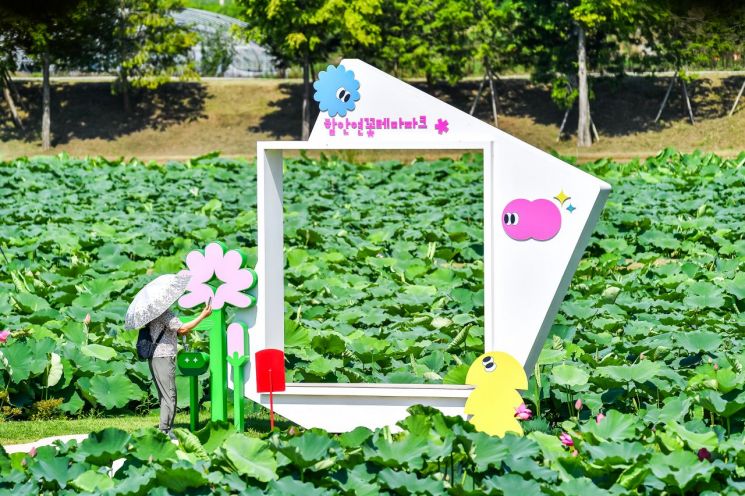 함안연꽃테마파크 초록빛 연잎·연꽃망울  맺히기 시작