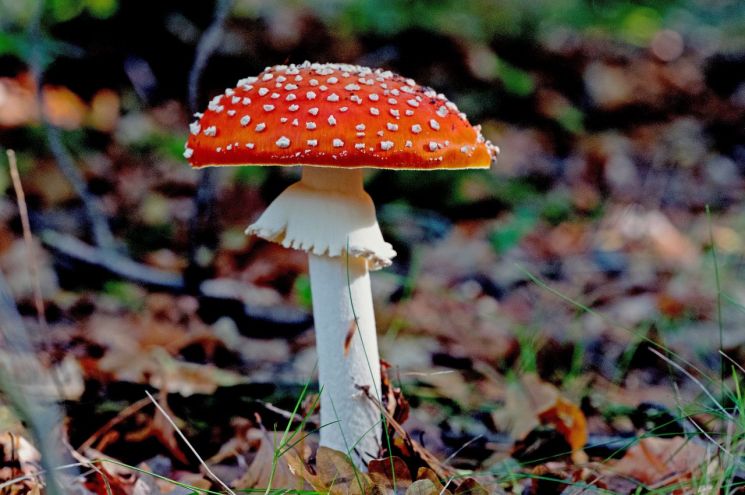 독버섯. 기사 본문과 관련 없음. 픽사베이 제공