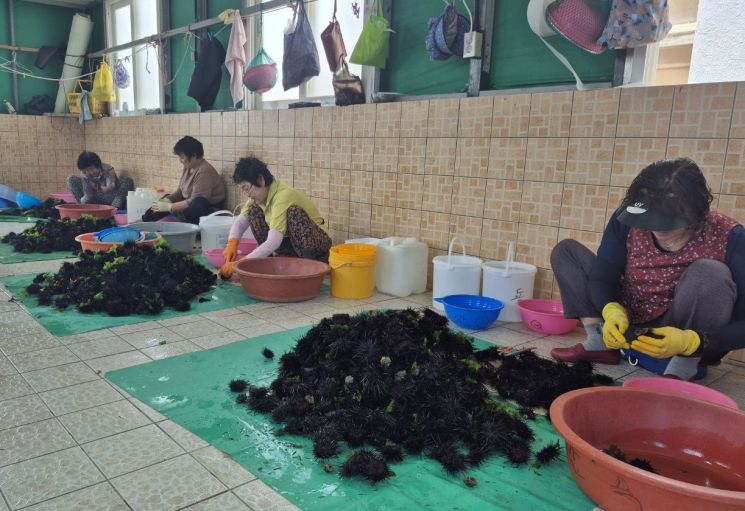 [AZ가 간다]③'파도와 사투' 생초보 해녀체험…당일 캔 성게알, 강남 백화점 특급배송