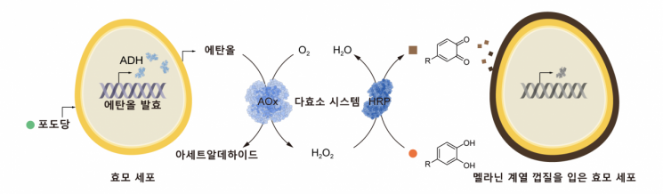 "정밀 약물 전달 가능" KAIST, 자율 이동 세포 로봇 개발