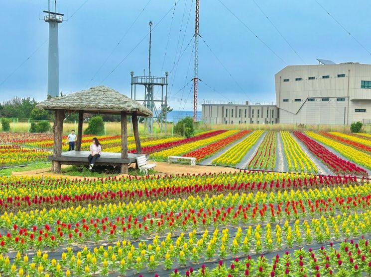 지금 만나러 갑니다… 포항 호미곶에 이런 곳이? 알록달록 '맨드라미 정원'