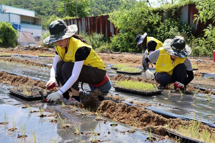 오뚜기 임직원, 대파 농가 봉사활동 실시