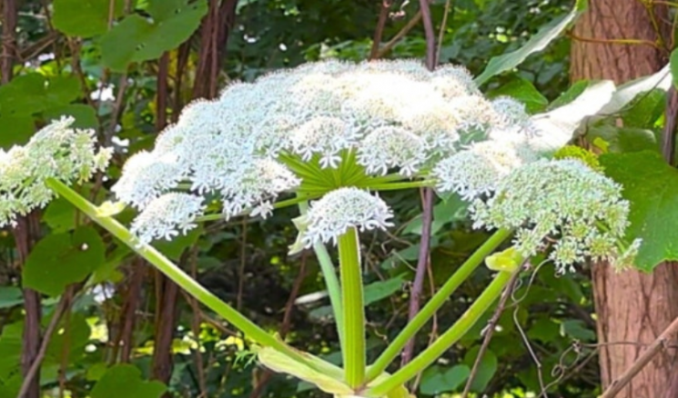 '세계에서 가장 위험한 식물'로 알려진 큰멧돼지풀(자이언트 하귀드·Giant Hogweed). 훗카이도 방송