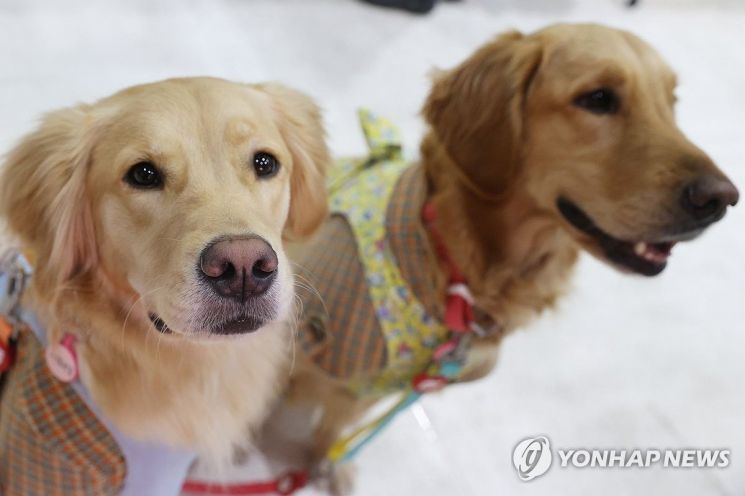 [주목 이 판결]이웃집 개가 반려견 물어 고통…法 "위자료 200만원 배상"