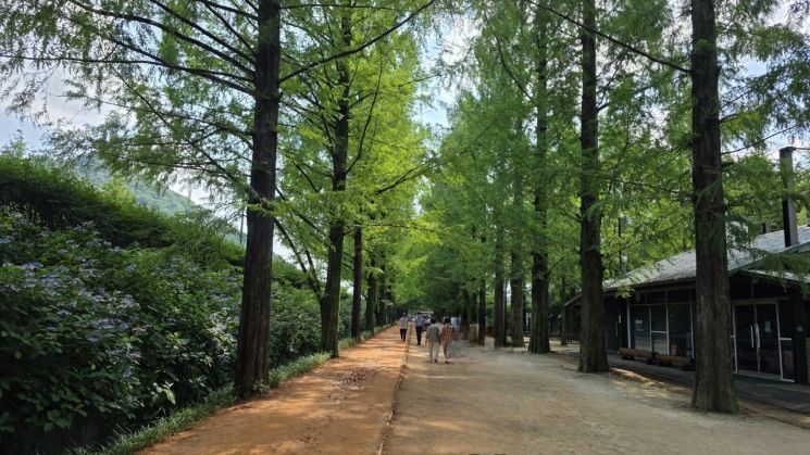 담양 메타세쿼이아랜드.