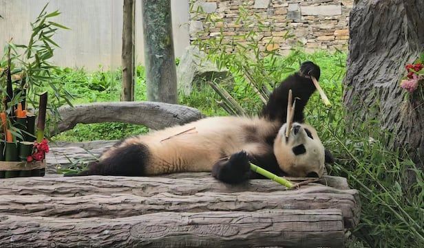 자이언트판다 '푸바오'가 중국 반환 2개월 여 만인 지난해 6월 쓰촨성 판다 기지에서 공개된 모습 (해당 사진은 기사와 직접적인 관련이 없습니다). 연합뉴스