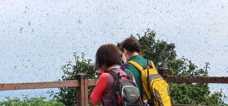 지난달 30일 오전 인천 계양구 계양산 정상이 러브버그(붉은등우단털파리)들로 뒤덮여 등산객들이 불편을 겪고 있다. 연합뉴스