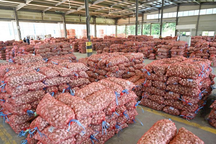 마늘 최대 생산지 창녕군, 2025년 햇마늘 경매 한창 진행 중